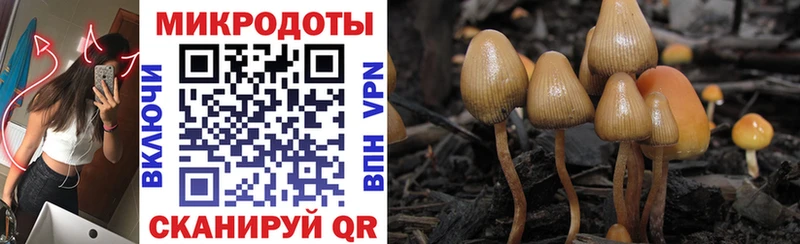 Галлюциногенные грибы прущие грибы  Клинцы 